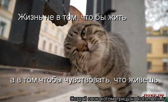 Котоматрица: Жизнь не в том, что бы жить а в том,чтобы чувствовать, что живешь