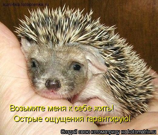 Возьмите меня к себе жить! Острые ощущения гарантирую!... Котоматрица: Возьмите меня к себе жить! Острые ощущения гарантирую!