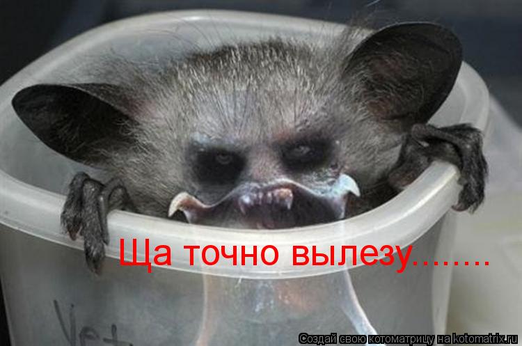 Ща точно вылезу........... Котоматрица: Ща точно вылезу........