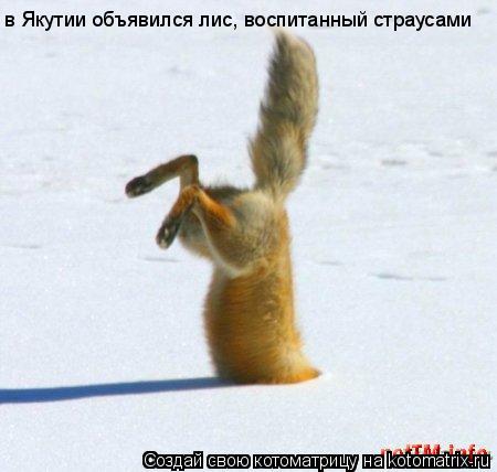 в Якутии объявился лис, воспитанный страусами... Котоматрица: в Якутии объявился лис, воспитанный страусами