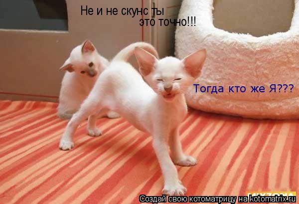 Не и не скунс ты это точно!!! Тогда кто же Я???... Котоматрица: Не и не скунс ты это точно!!! Тогда кто же Я???