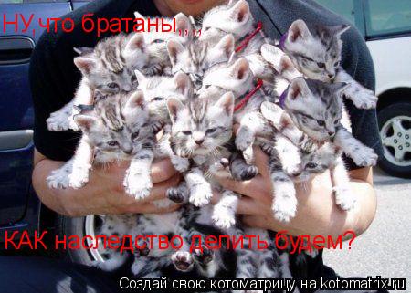 НУ,что братаны,,,, КАК наследство делить будем?... Котоматрица: НУ,что братаны,,,, КАК наследство делить будем?