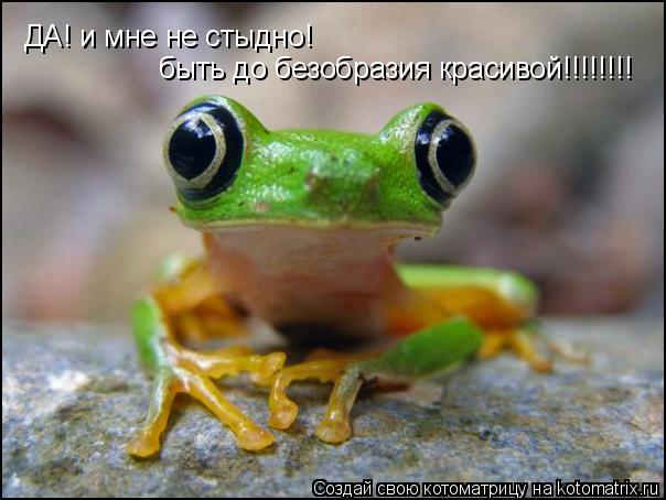 ДА! и мне не стыдно! быть до безобразия красивой!!!!!!!!... Котоматрица: ДА! и мне не стыдно! быть до безобразия красивой!!!!!!!!