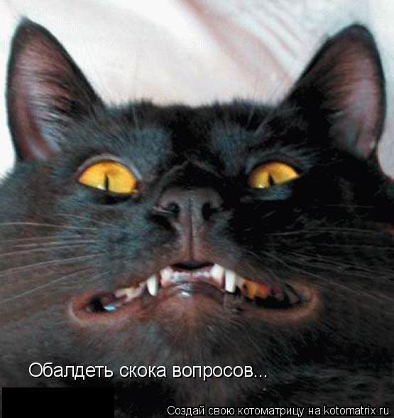 Котоматрица: Обалдеть скока вопросов...
