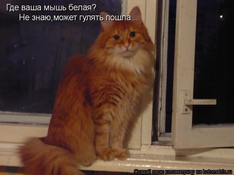 Котоматрица: Где ваша мышь белая? Не знаю,может гулять пошла...