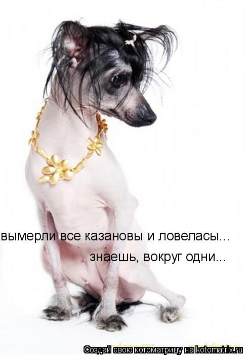 вымерли все казановы и ловеласы... знаешь, вокруг одни...... Котоматрица: вымерли все казановы и ловеласы... знаешь, вокруг одни...