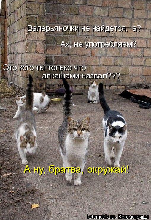 Валерьяночки не найдётся, а? Ах, не употребляем? Это кого ты только что алкашами назвал??? А ну, б... Котоматрица: Валерьяночки не найдётся, а? Ах, не употребляем? Это кого ты только что алкашами назвал??? А ну, братва, окружай!