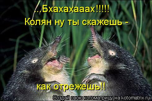 ...Бхахахааах!!!!! Колян ну ты скажешь - как отрежешь!!... Котоматрица: ...Бхахахааах!!!!! Колян ну ты скажешь - как отрежешь!!