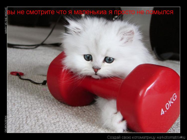 Котоматрица: вы не смотрите что я маленькиа я просто не помылся  вы не смотрите что я маленькиа я просто не помылся