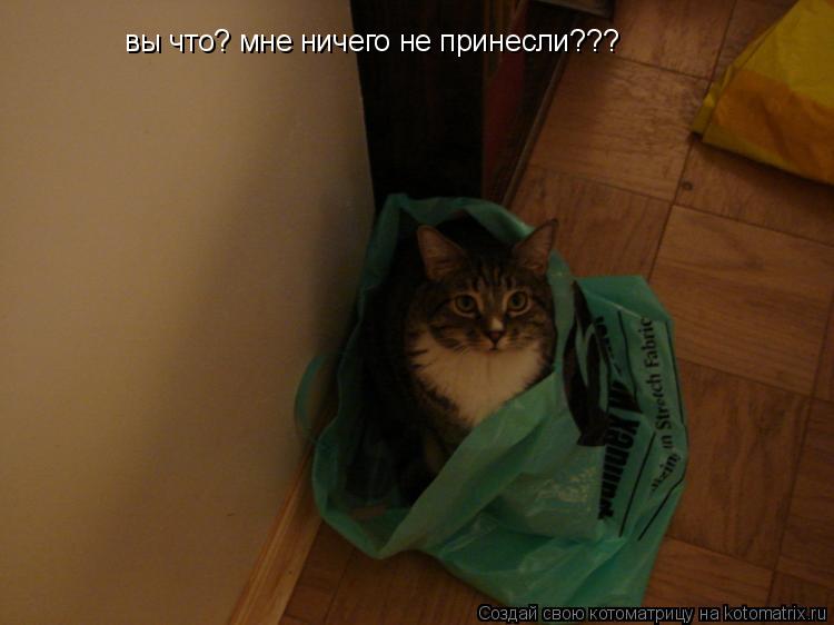 вы что? мне ничего не принесли???... Котоматрица: вы что? мне ничего не принесли???