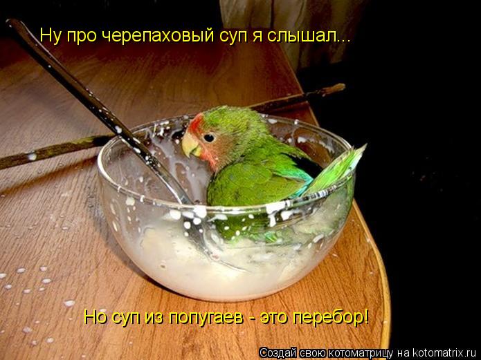 Ну про черепаховый суп я слышал... Но суп из попугаев - это перебор!... Котоматрица: Ну про черепаховый суп я слышал... Но суп из попугаев - это перебор!