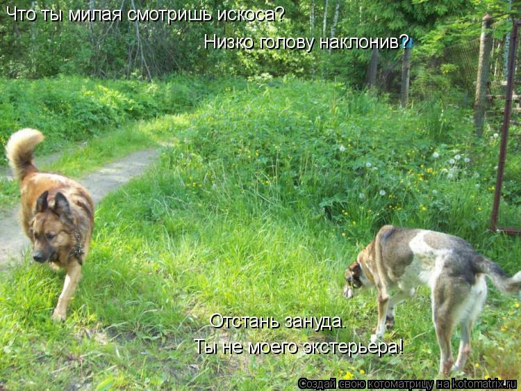 Низко голову наклонив? Отстань зануда. Что ты милая смотришь искоса? Ты не моего экстерьера!... Котоматрица: Низко голову наклонив? Отстань зануда. Что ты милая смотришь искоса? Ты не моего экстерьера!