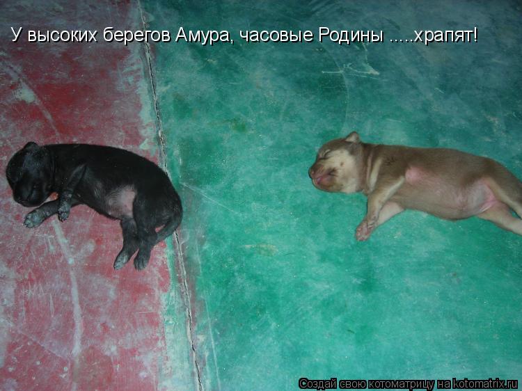 У высоких берегов Амура, часовые Родины .....храпят!... Котоматрица: У высоких берегов Амура, часовые Родины .....храпят!