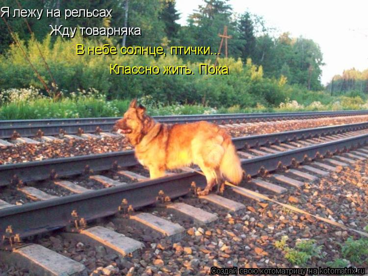 Я лежу на рельсах Жду товарняка В небе солнце, птички... Классно жить. Пока... Котоматрица: Я лежу на рельсах Жду товарняка В небе солнце, птички... Классно жить. Пока