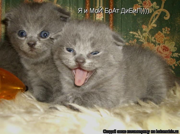 Котоматрица: Я и МоЙ БрАт ДиБиЛ))))
