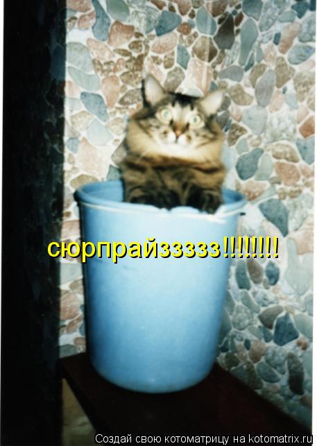 Котоматрица: сюрпрайззззз!!!!!!!!