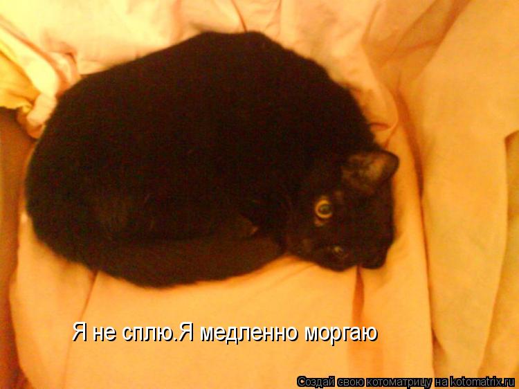 Я не сплю.Я медленно моргаю... Котоматрица: Я не сплю.Я медленно моргаю