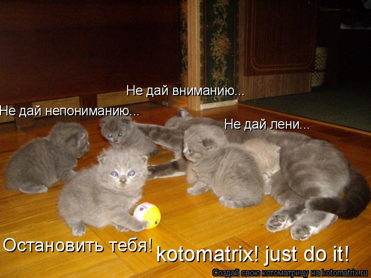 Котоматрица: Не дай лени... Не дай непониманию... Не дай вниманию... Остановить тебя! kotomatrix! just do it!