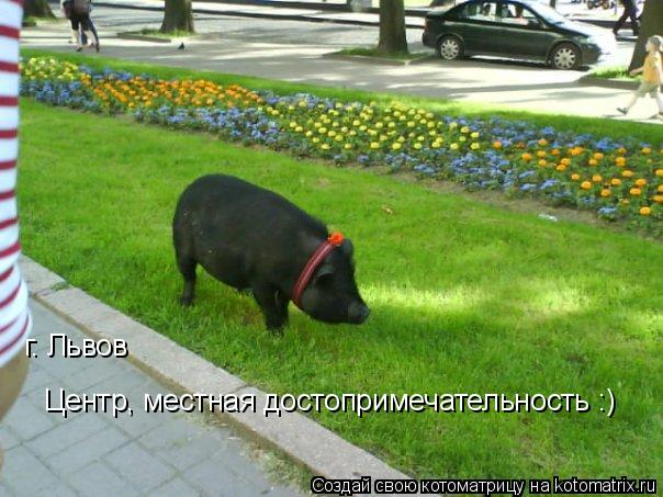 Котоматрица: г. Львов Центр, местная достопримечательность :)