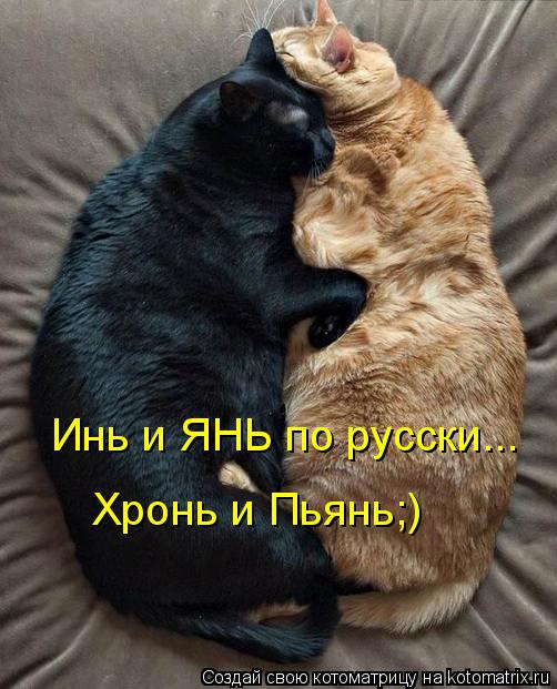 Инь и ЯНЬ по русски... Хронь и Пьянь;)... Котоматрица: Инь и ЯНЬ по русски... Хронь и Пьянь;)