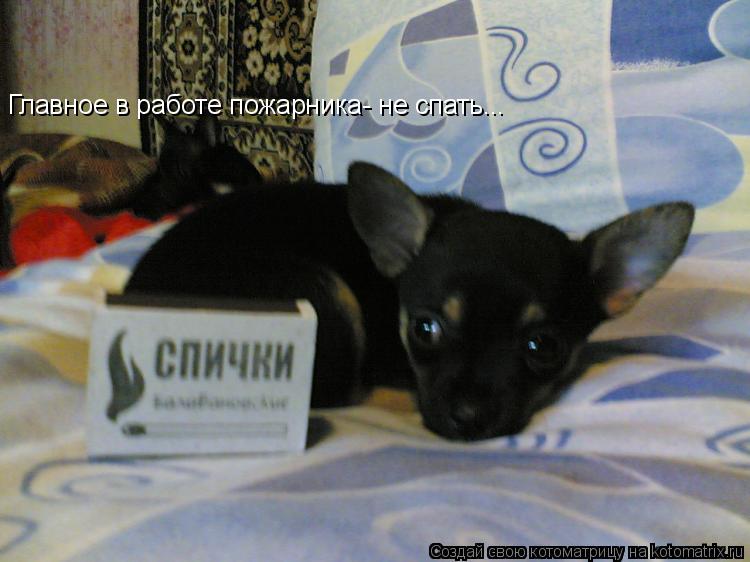 Главное в работе пожарника- не спать...... Котоматрица: Главное в работе пожарника- не спать...