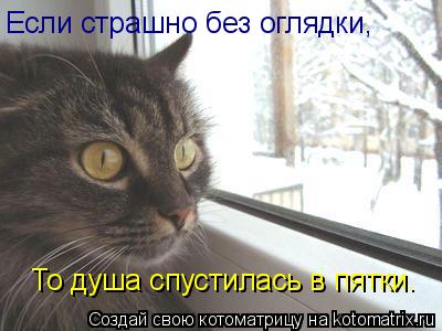 Котоматрица: Если страшно без оглядки, То душа спустилась в пятки.