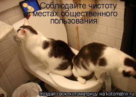 Котоматрица: Соблюдайте чистоту в местах общественного пользования