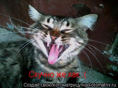 Котоматрица: Скучно же как :(