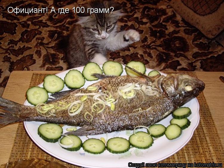 Котоматрица: Официант! А где 100 грамм?