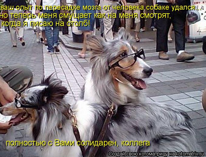 Котоматрица: ваш опыт по пересадке мозга от человека собаке удался... но теперь меня смущает как на меня смотрят,  когда я писаю на столб! полностью с Вами 