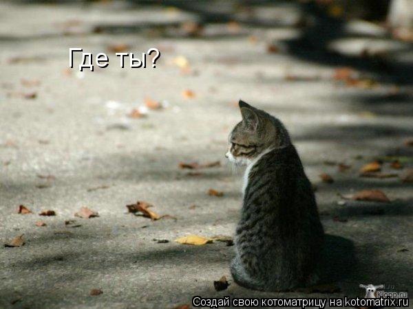 Где ты?... Котоматрица: Где ты?