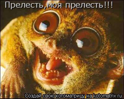 Котоматрица: Прелесть,моя прелесть!!!