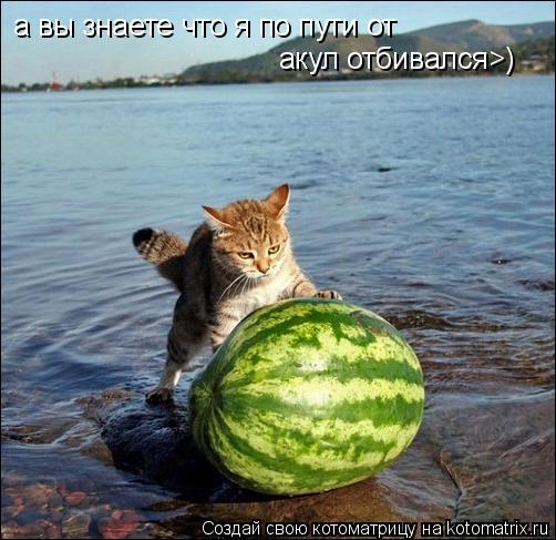 Котоматрица: а вы знаете что я по пути от  акул отбивался>)