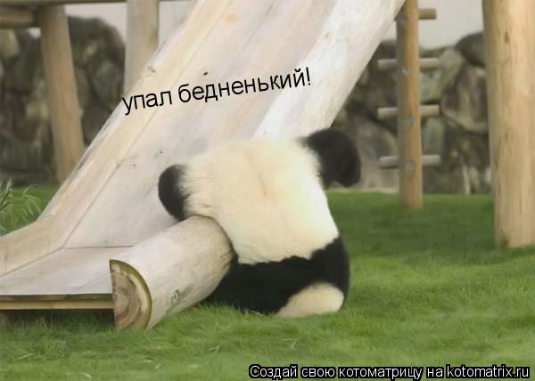 Котоматрица: упал бедненький!