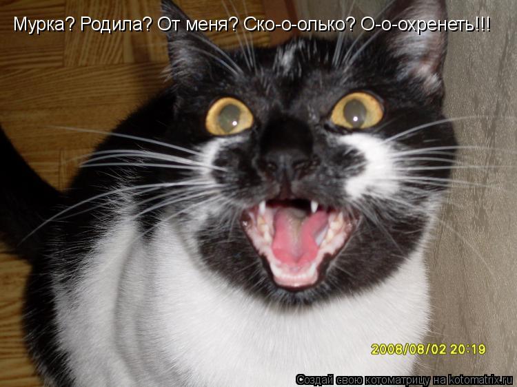 Котоматрица: Мурка? Родила? От меня? Ско-о-олько? О-о-охренеть!!!
