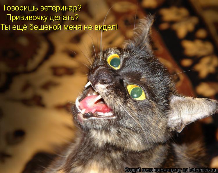 Котоматрица: Говоришь ветеринар? Прививочку делать? Ты ещё бешеной меня не видел!
