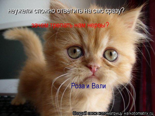 Котоматрица: неужели сложно ответить на смс сразу? зачем трепать нам нервы? Роза и Вали