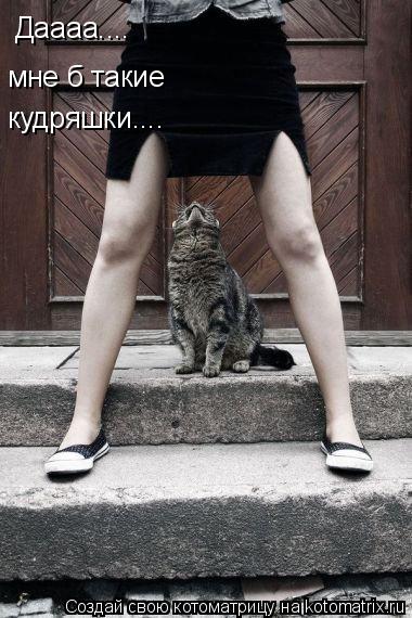 Даааа.... мне б такие кудряшки....... Котоматрица: Даааа.... мне б такие кудряшки....