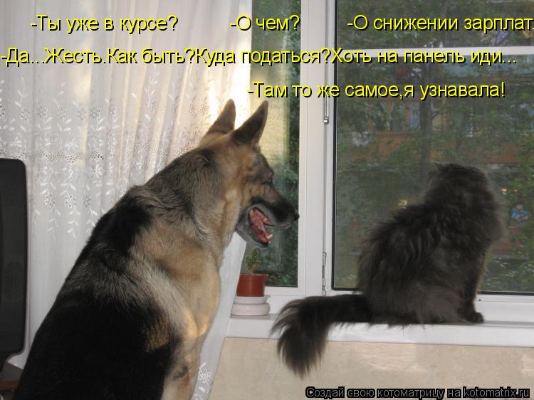Котоматрица: -Ты уже в курсе?          -О чем?         -О снижении зарплат. -Да...Жесть.Как быть?Куда податься?Хоть на панель иди... -Там то же самое,я узнавала!