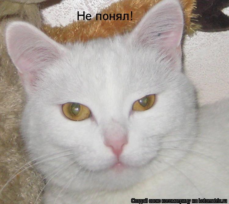 Не понял!... Котоматрица: Не понял!