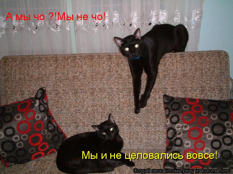 А мы чо ?!Мы не чо! Мы и не целовались вовсе!... Котоматрица: А мы чо ?!Мы не чо! Мы и не целовались вовсе!