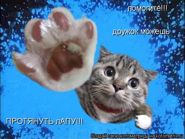 помогите!!! дружок можешь ПРОТЯНУТЬ лАПУ!!!... Котоматрица: помогите!!! дружок можешь ПРОТЯНУТЬ лАПУ!!!