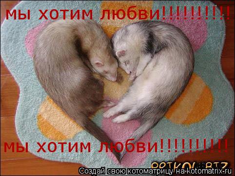 мы хотим любви!!!!!!!!!! мы хотим любви!!!!!!!!!!... Котоматрица: мы хотим любви!!!!!!!!!! мы хотим любви!!!!!!!!!!