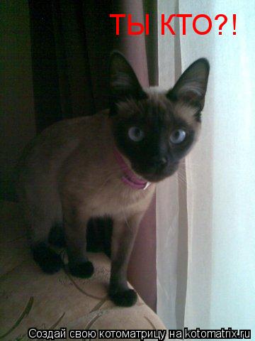 ТЫ КТО?!... Котоматрица: ТЫ КТО?!