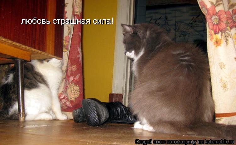 любовь страшная сила!... Котоматрица: любовь страшная сила!