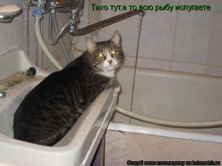 Тихо тут,а то всю рыбу испугаете... Котоматрица: Тихо тут,а то всю рыбу испугаете