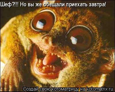 Шеф?!!! Но вы же обещали приехать завтра!... Котоматрица: Шеф?!!! Но вы же обещали приехать завтра!