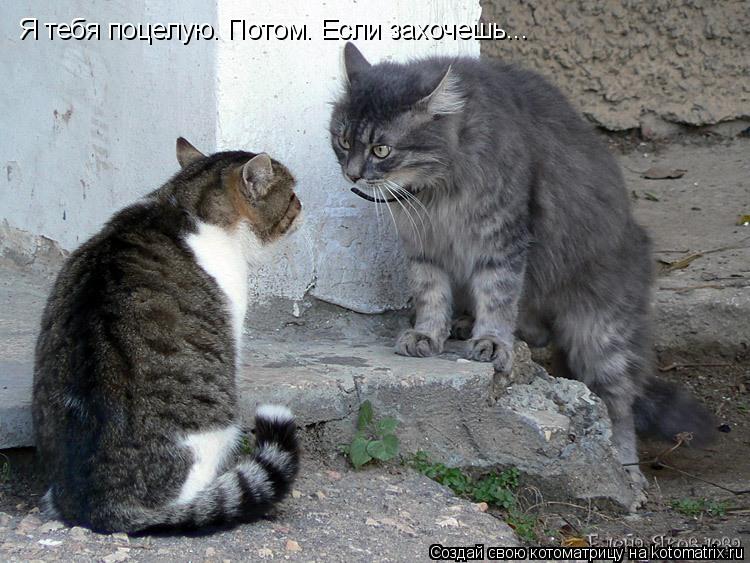 Я тебя поцелую. Потом. Если захочешь...... Котоматрица: Я тебя поцелую. Потом. Если захочешь...