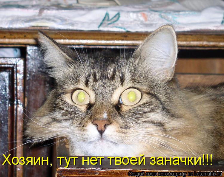Хозяин, тут нет твоей заначки!!!... Котоматрица: Хозяин, тут нет твоей заначки!!!