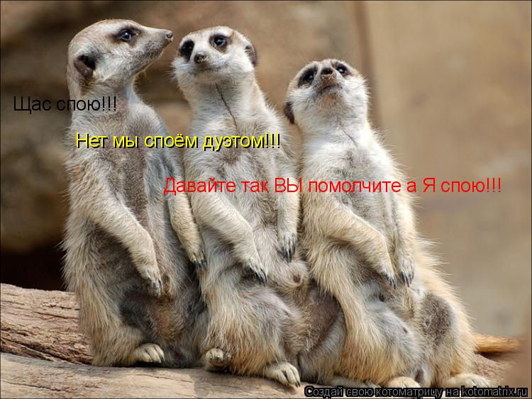Котоматрица: Щас спою!!! Нет мы споём дуэтом!!! Давайте так ВЫ помолчите а Я спою!!!